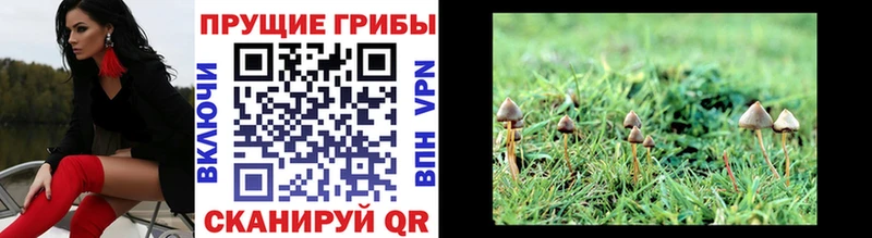 Галлюциногенные грибы GOLDEN TEACHER  даркнет сайт  Поронайск 